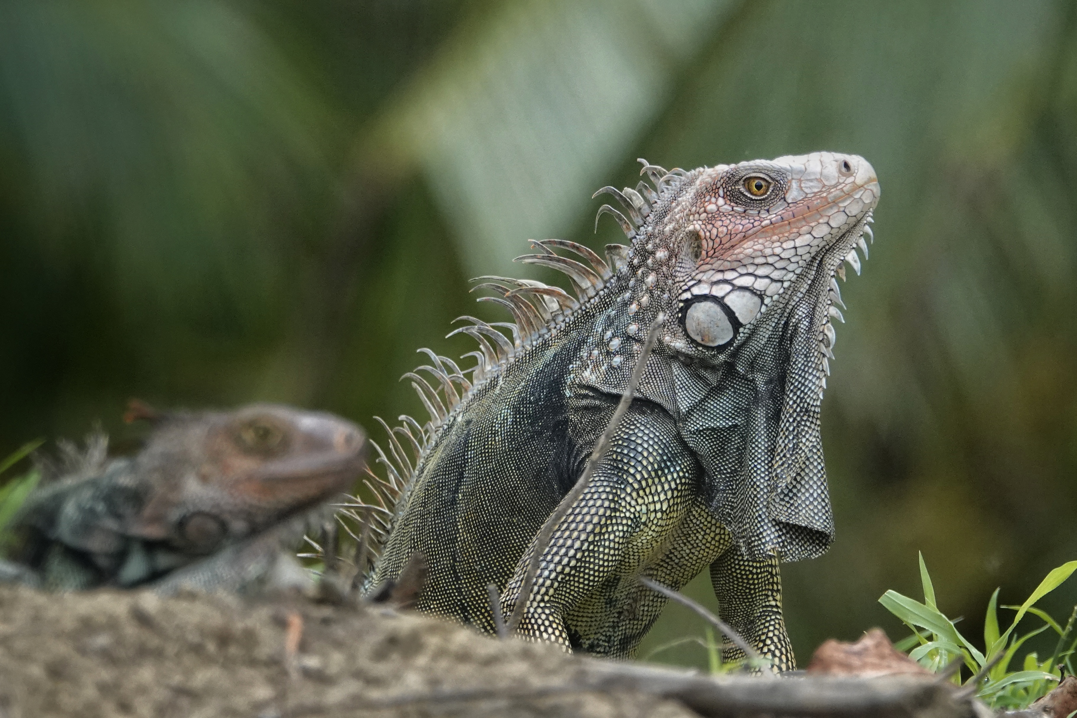 Iguane dans l'herbe